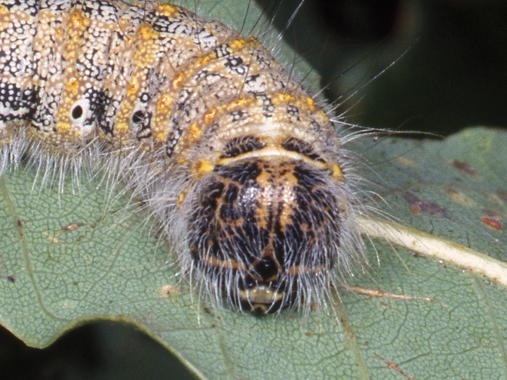 Phalera bucephaloides