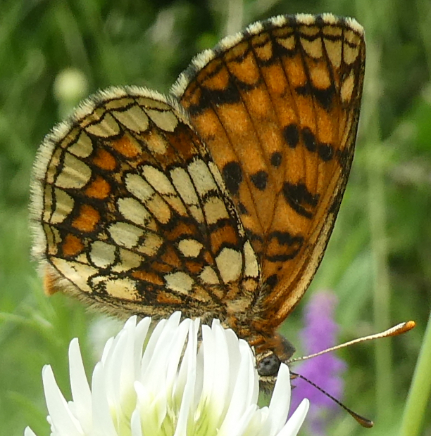 Melitaea aurelia o britomartis, Forni di Sopra 27.06.21 59e.JPG