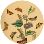 “British moths and their transformations” (BHL)