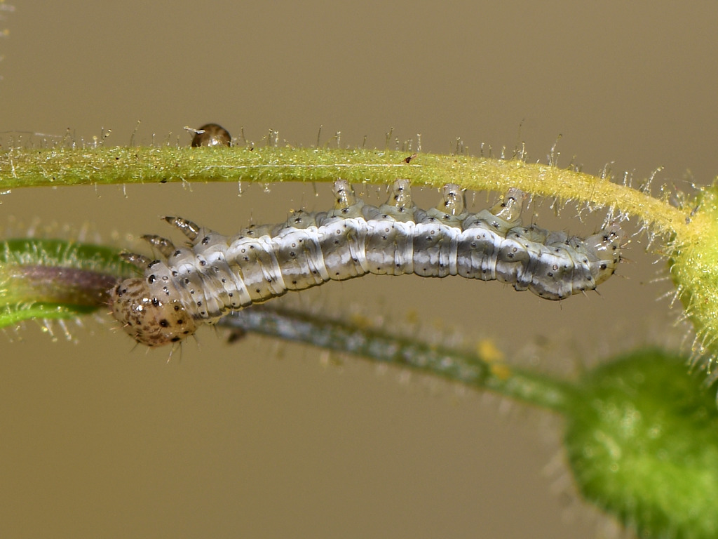 larva L3 di Panemeria tenebrata