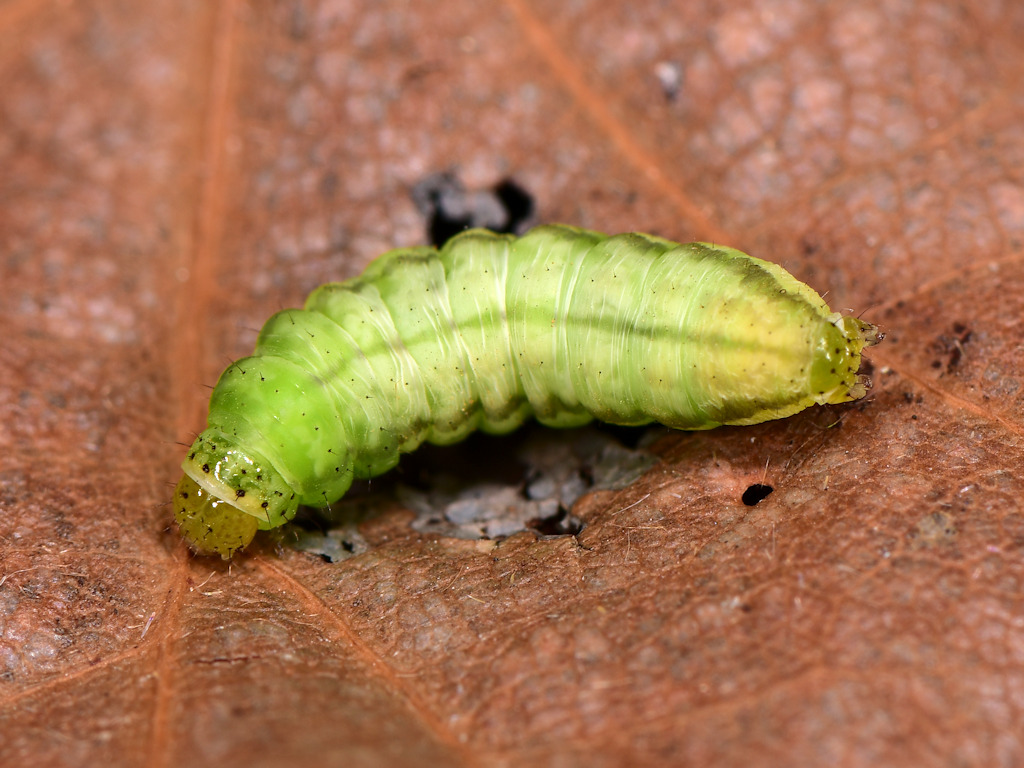 larva pre-pupa di Panemeria tenebrata