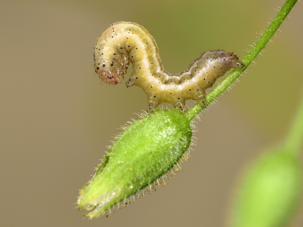 larva L3 di Panemeria tenebrata