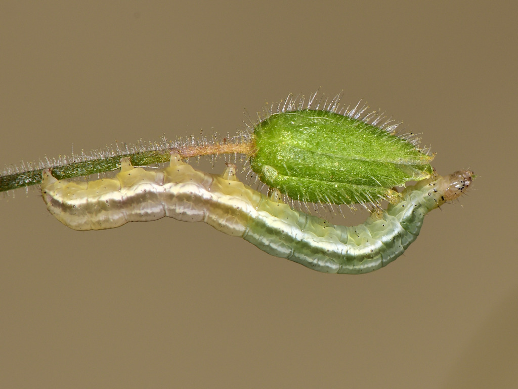 larva L4 di Panemeria tenebrata