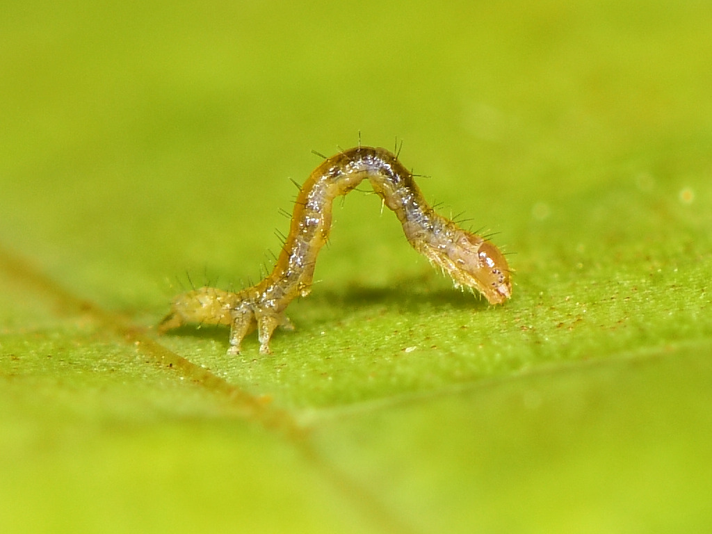 larva L1 di Dysgonia torrida