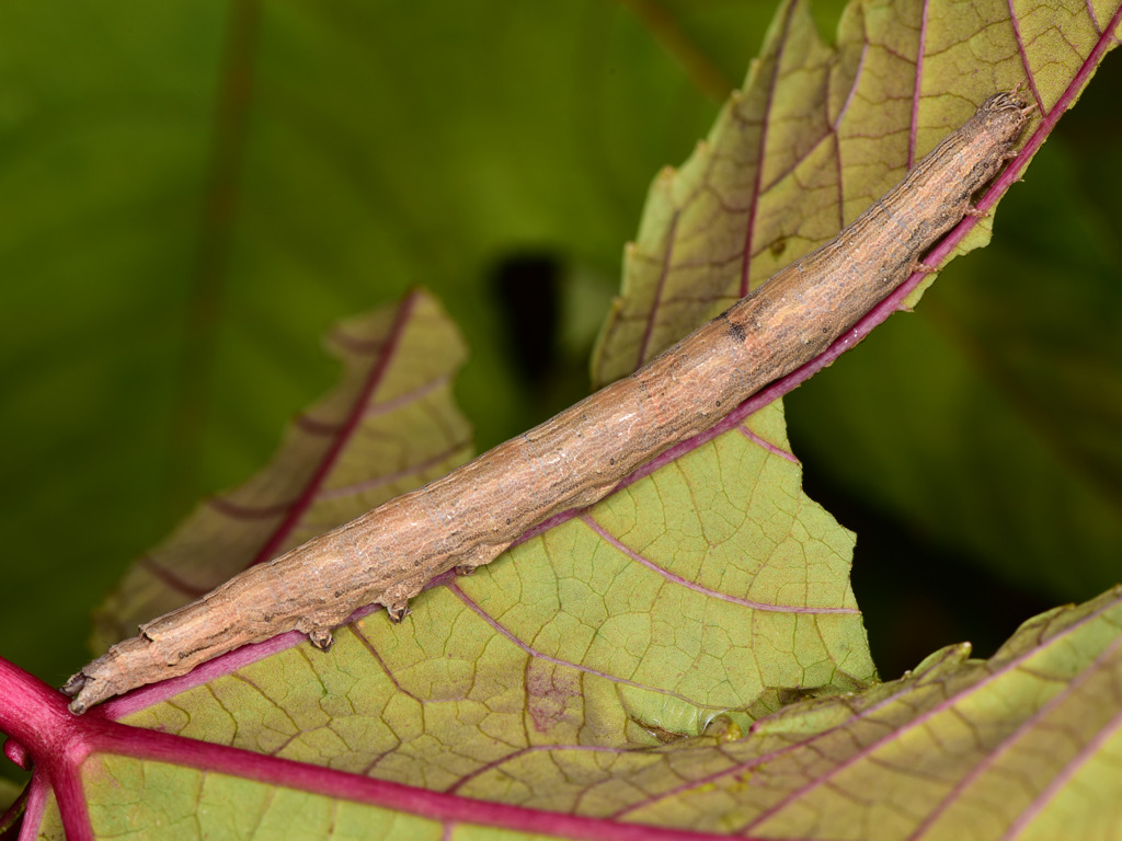 larva matura di Dysgonia torrida