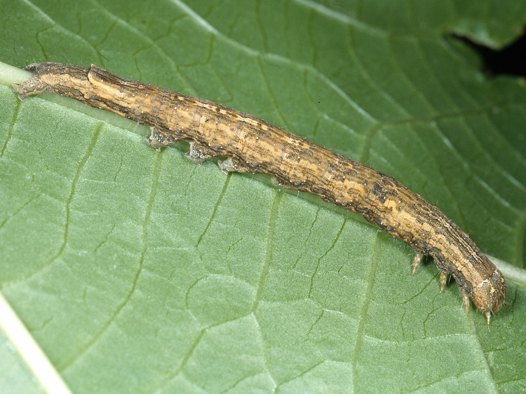 larva di Dysgonia torrida