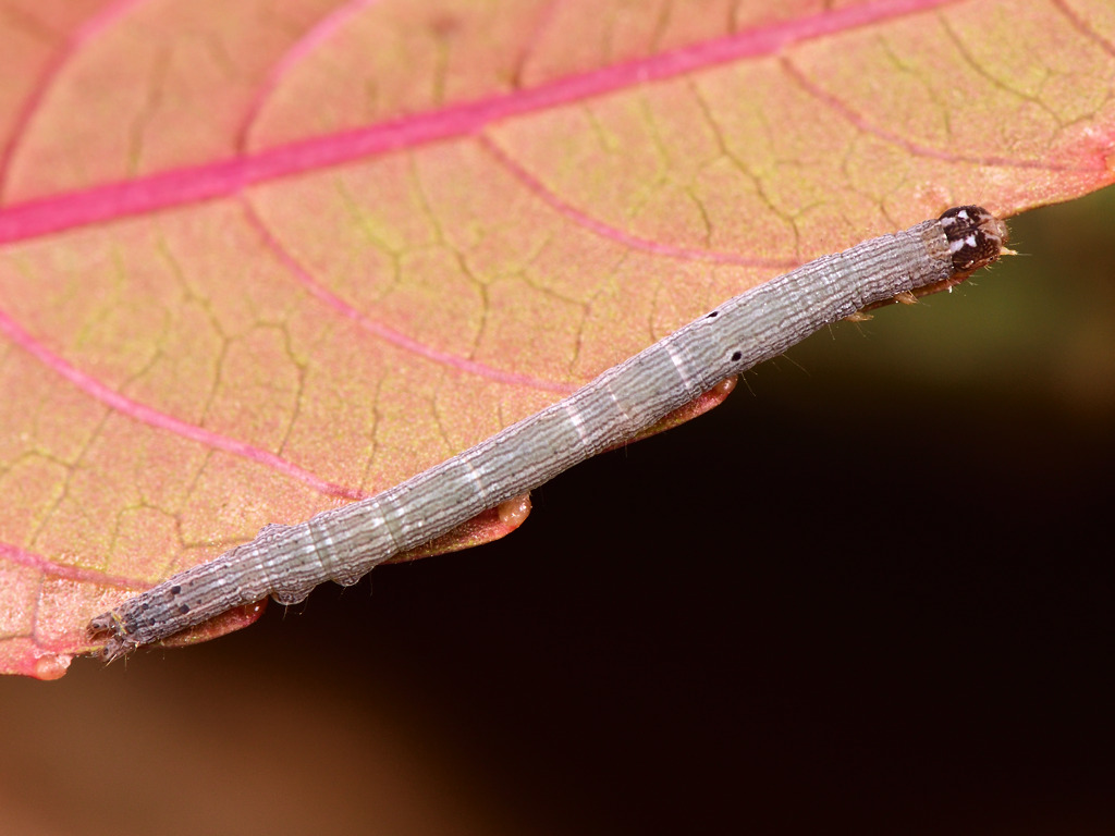 larva L2 di Dysgonia torrida