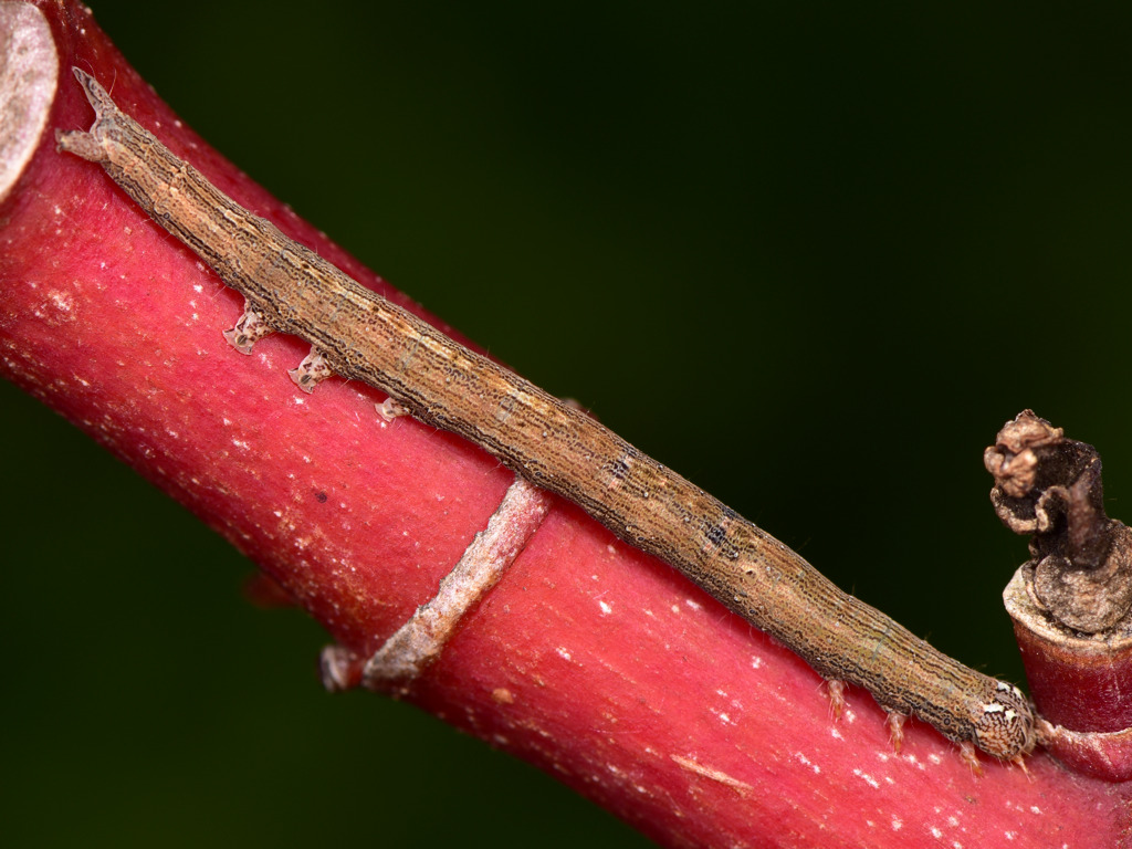 larva L4 di Dysgonia torrida