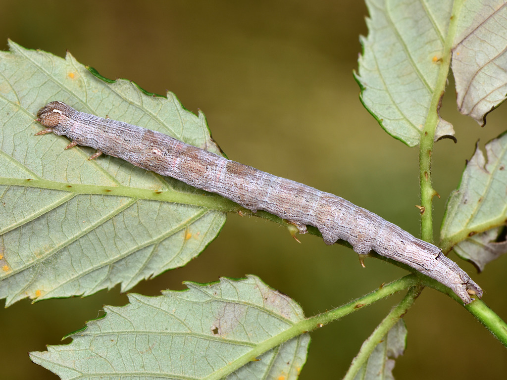 larva L4 di Dysgonia algira