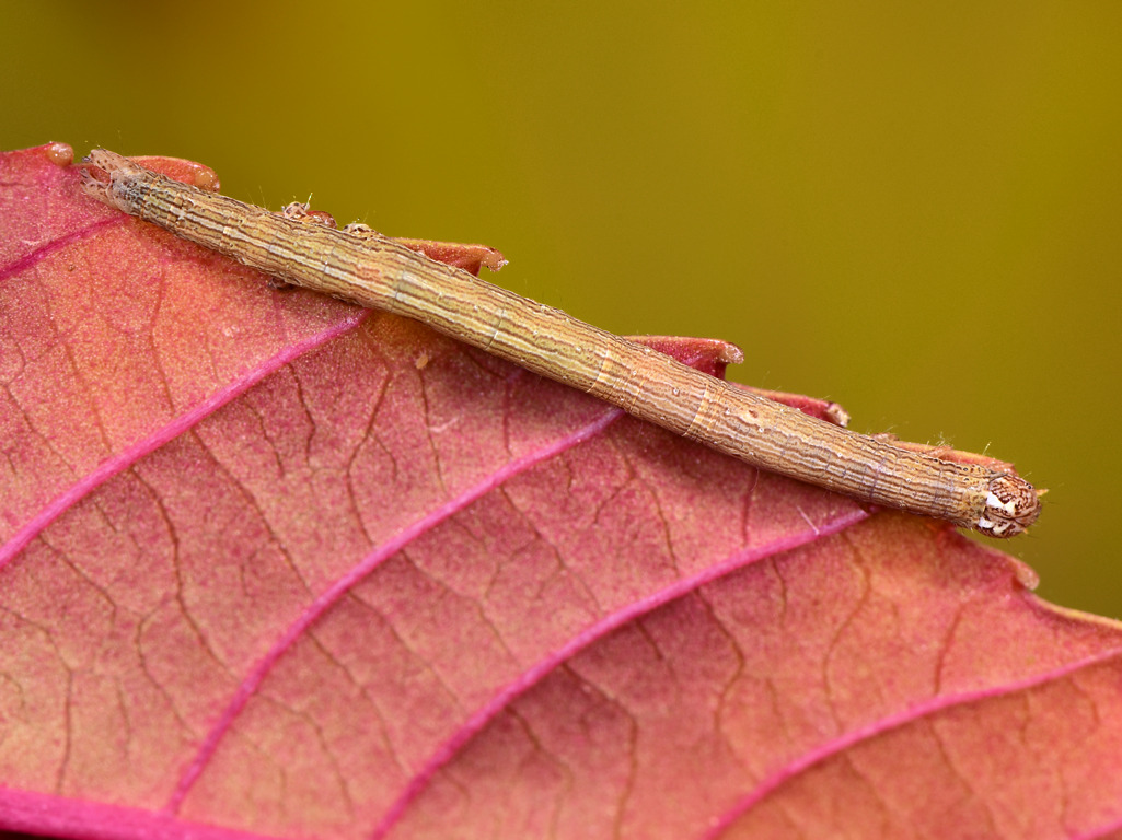 larva L3 di Dysgonia torrida