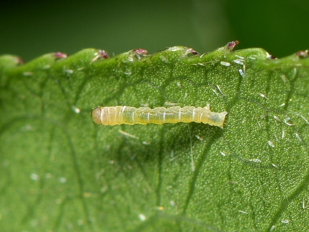 larva L1 di Ligdia adustata