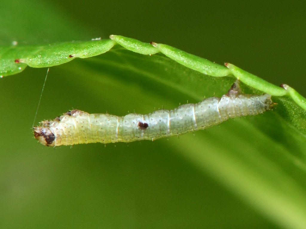 larva L2 di Ligdia adustata