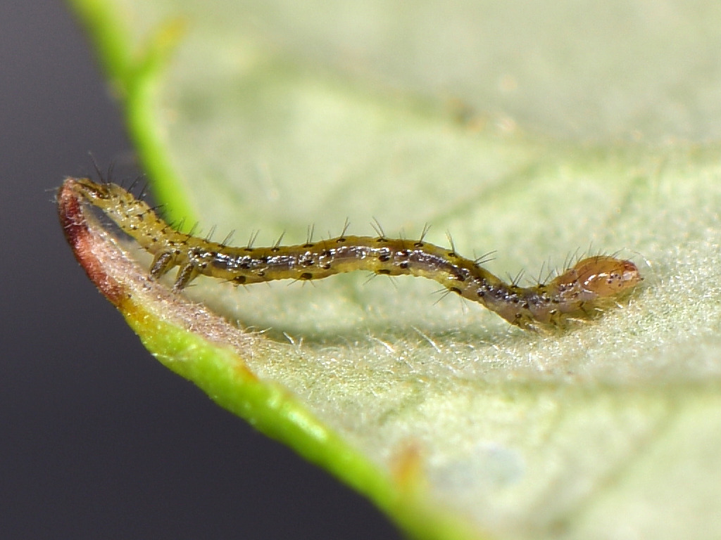 larva L1 di Dysgonia algira