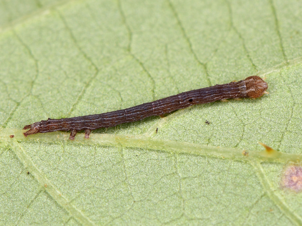 larva L2 di Dysgonia algira