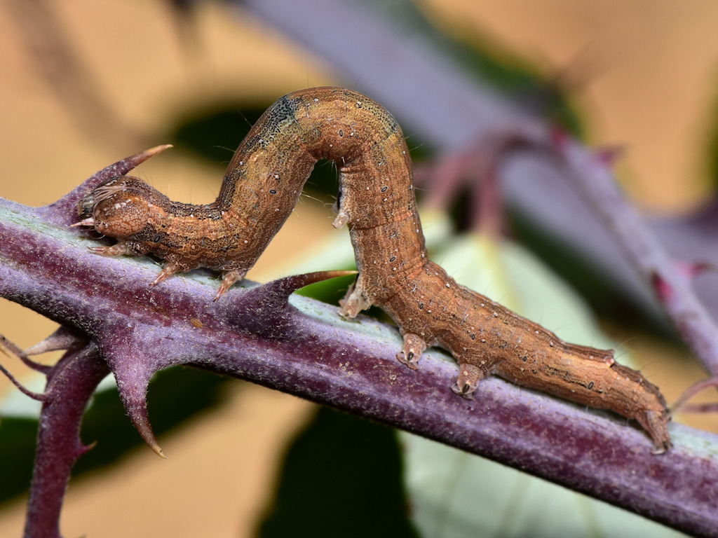 larva L4 di Dysgonia algira