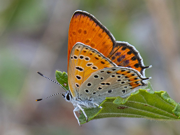 maschio adulto di Lycaena thersamon