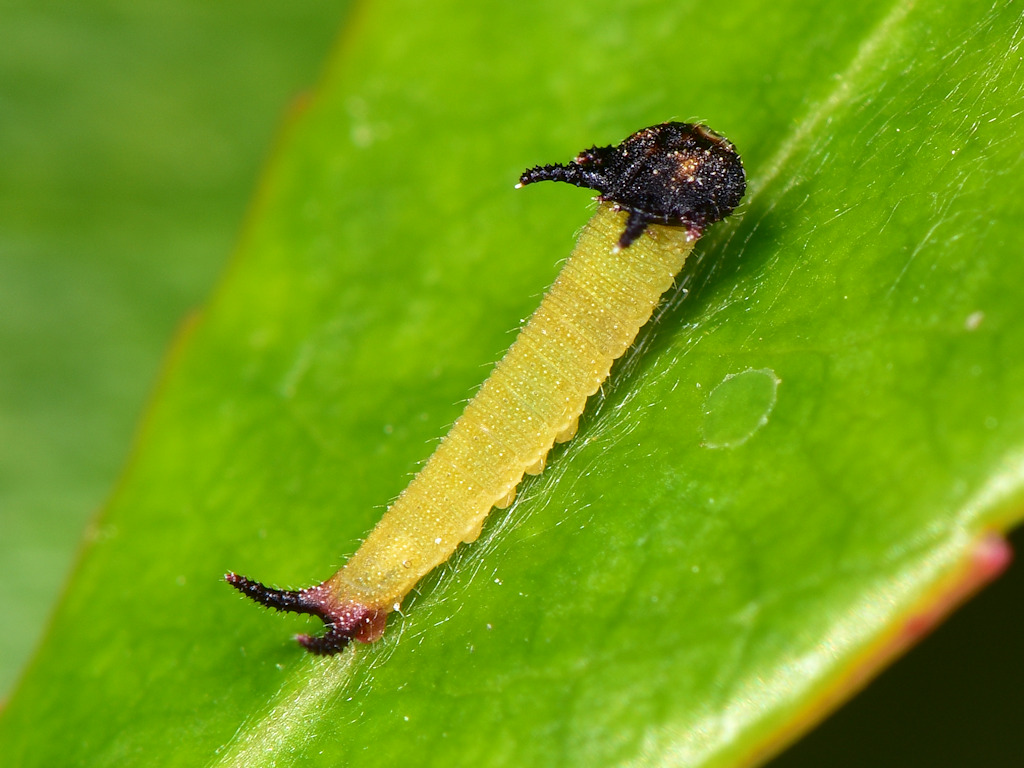 larva L1