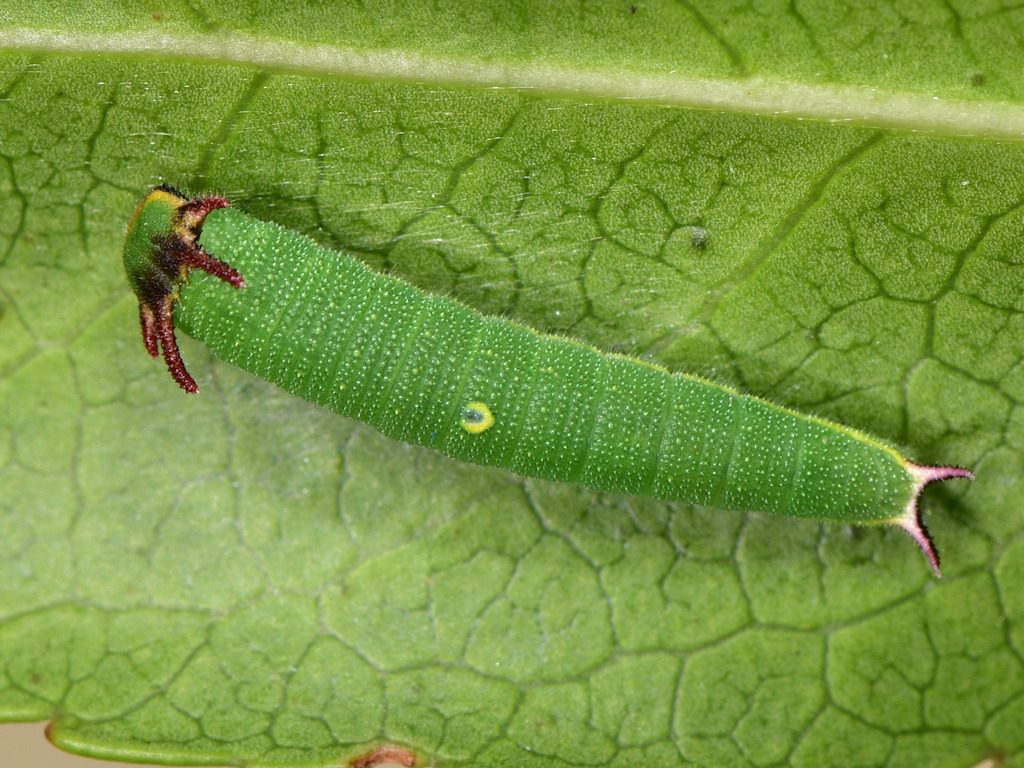 larva L2