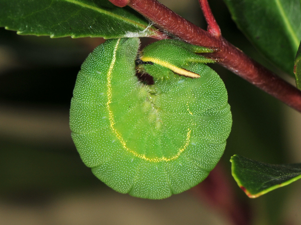 larva pre-pupa