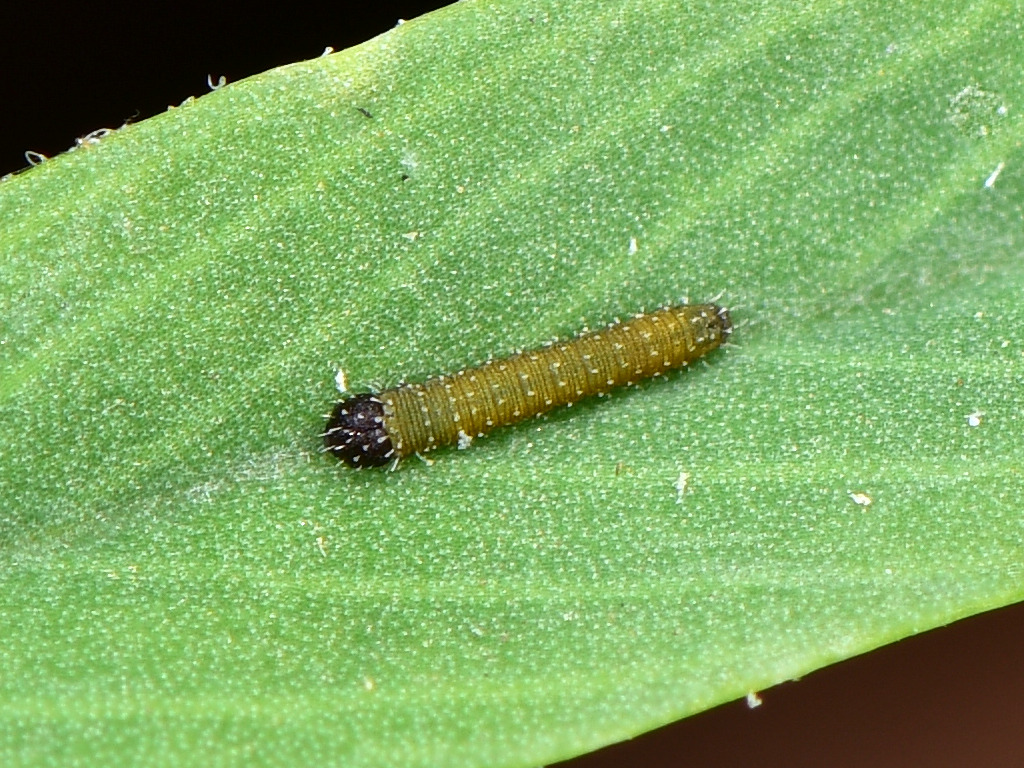 larva L1