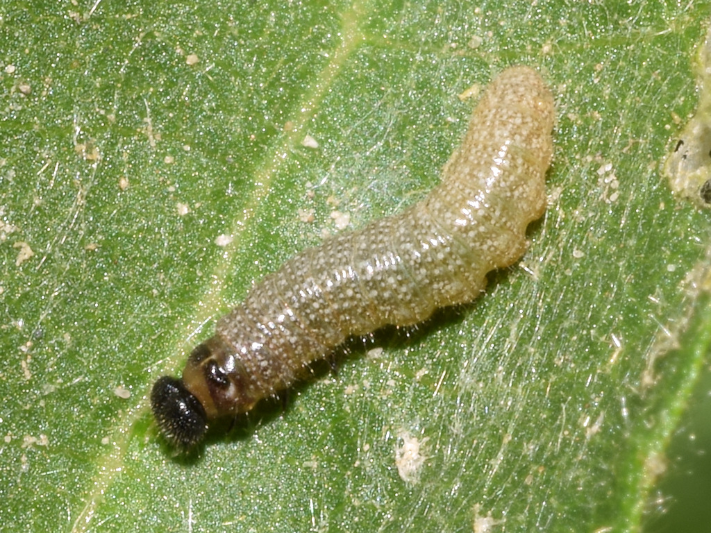 Larva L3