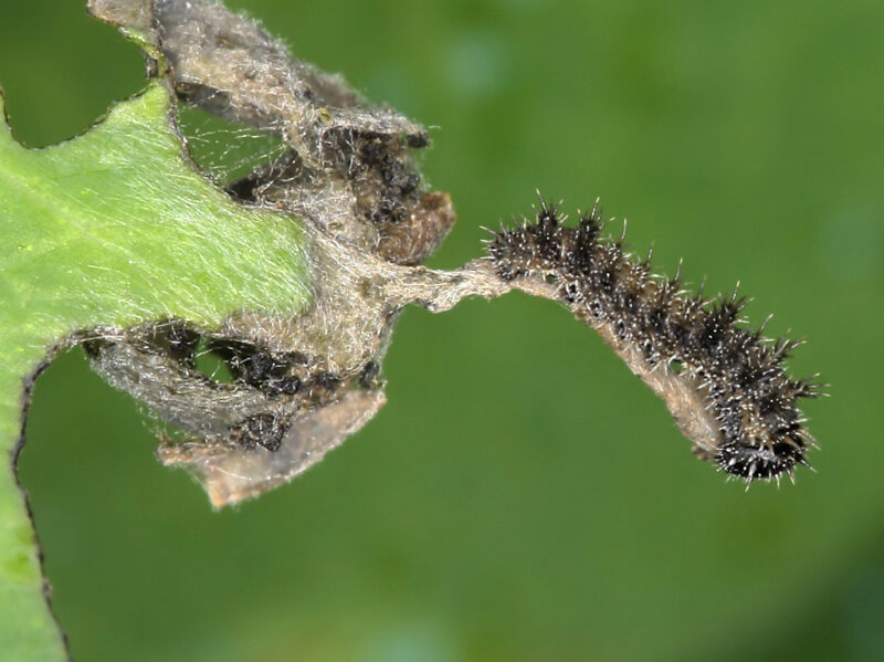 Rubrica “Metamorfosi” #27: Limenitis reducta – Associazione ...