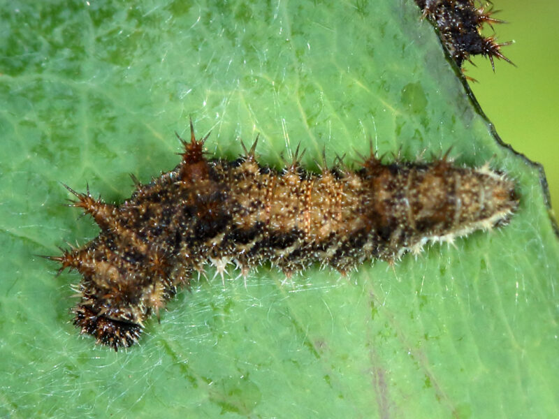 Rubrica “Metamorfosi” #27: Limenitis reducta – Associazione ...