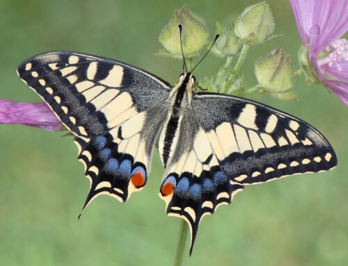 Rubrica “Metamorfosi” #46: Papilio machaon