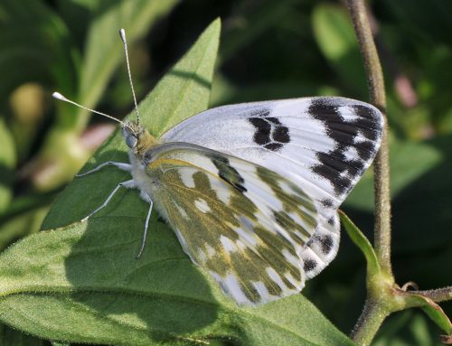 Rubrica “Metamorfosi” #75: Pontia edusa