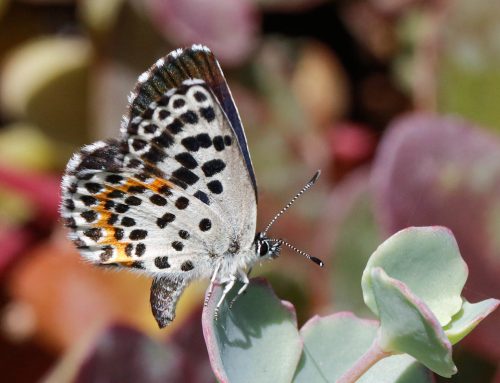 Rubrica “Metamorfosi” #76: Scolitantides orion